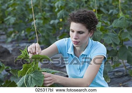 young woman working in greenhouse growing tomatoes View Large Photo Image Stock Image - young woman working in greenhouse growing tomatoes. Fotosearch