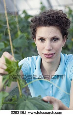 young woman working in greenhouse growing tomatoes View Large Photo Image Stock Image - young woman working in greenhouse growing tomatoes. Fotosearch