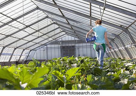 young woman working in greenhouse collecting courgettes View Large Photo Image Stock Image - young woman working in greenhouse collecting courgettes. Fotosearch