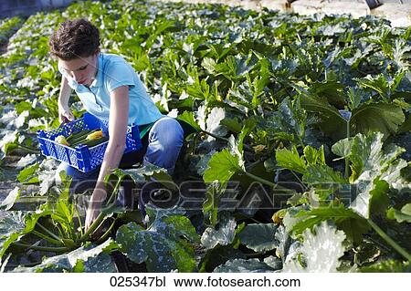 young woman working in greenhouse collecting courgettes View Large Photo Image Stock Image - young woman working in greenhouse collecting courgettes. Fotosearch