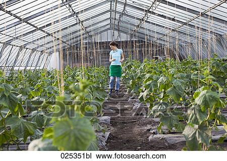 Stock Image - young woman working in greenhouse growing tomatoes. Fotosearch
