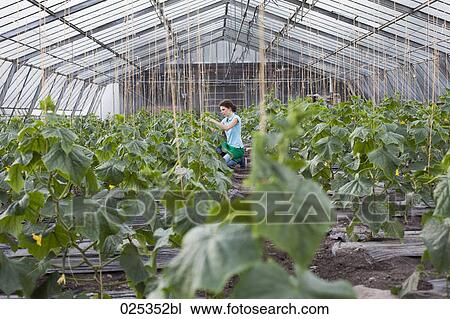 young woman working in greenhouse growing tomatoes View Large Photo Image Stock Image - young woman working in greenhouse growing tomatoes. Fotosearch