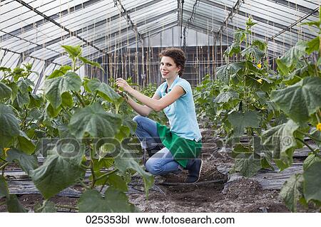 young woman working in greenhouse growing tomatoes View Large Photo Image Stock Image - young woman working in greenhouse growing tomatoes. Fotosearch