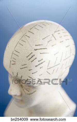 Diagram of human head Stock Photo | bn254009 | Fotosearch