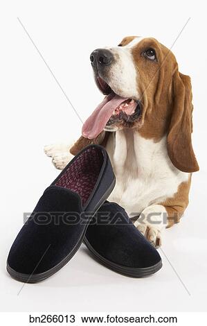 dog with slippers