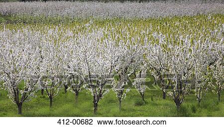 Stock Image - Blooming orchard trees. Fotosearch