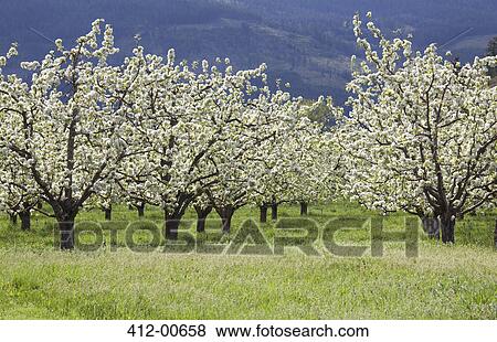 Blooming orchard trees View Large Photo Image Stock Photo - Blooming orchard trees. Fotosearch