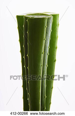 Close up of aloe stalks View Large Photo Image Stock Photograph - Close up of aloe stalks. Fotosearch