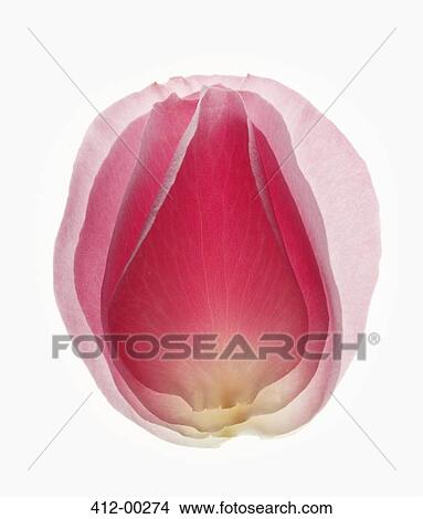 Picture - Close up of blurred, pink flower petal. Fotosearch
