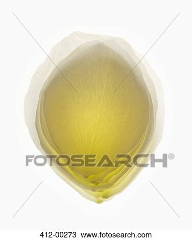Close up of blurred, yellow flower petal View Large Photo Image Stock Image - Close up of blurred, yellow flower petal. Fotosearch