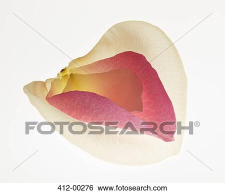 Close up of multicolor flower petals View Large Photo Image Stock Photograph - Close up of multicolor flower petals. Fotosearch
