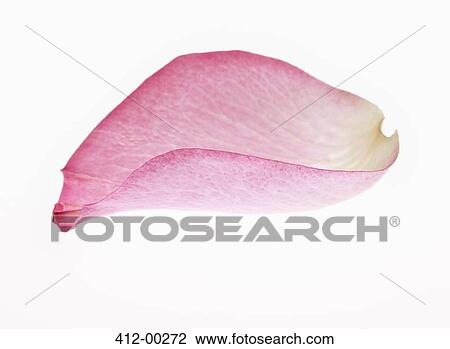 Stock Image - Close up of pink flower petal. Fotosearch