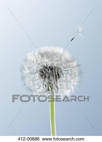 Close up of seed blowing from dandelion on blue background View Large Photo Image Stock Photograph - Close up of seed blowing from dandelion on blue background. Fotosearch