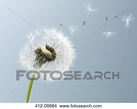 Close up of seeds blowing from dandelion on blue background View Large Photo Image Picture - Close up of seeds blowing from dandelion on blue background. Fotosearch