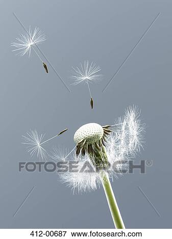 Close up of seeds blowing from dandelion on blue background View Large Photo Image Stock Photo - Close up of seeds blowing from dandelion on blue background. Fotosearch