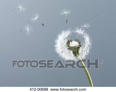 Close up of seeds blowing from dandelion on blue background View Large Photo Image Stock Photo - Close up of seeds blowing from dandelion on blue background. Fotosearch
