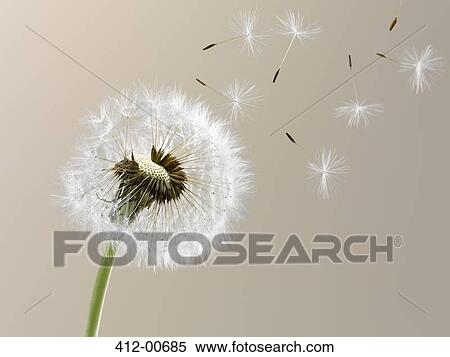 Close up of seeds blowing from dandelion on beige background View Large Photo Image Stock Photography - Close up of seeds blowing from dandelion on beige background. Fotosearch