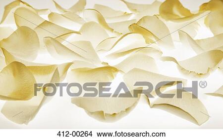 Close up of white flower petals View Large Photo Image Picture - Close up of white flower petals. Fotosearch