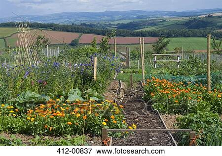 Flowers growing in rural garden overlooking countryside View Large Photo Image Stock Photo - Flowers growing in rural garden overlooking countryside. Fotosearch