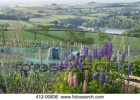 Flowers growing in rural garden overlooking countryside View Large Photo Image Stock Photograph - Flowers growing in rural garden overlooking countryside. Fotosearch