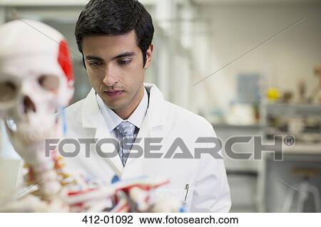 Scientist with anatomical model in laboratory View Large Photo Image Stock Image - Scientist with anatomical model in laboratory. Fotosearch
