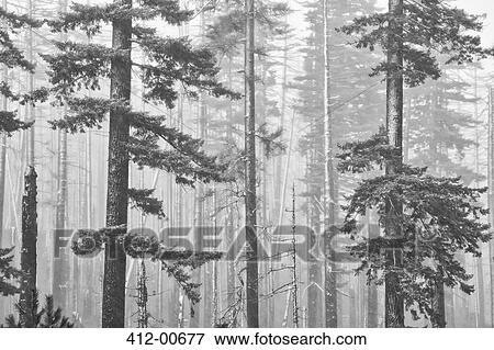 Stock Photo - Snow covered trees. Fotosearch