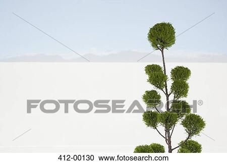 Stock Image - Tree with white sand desert in background. Fotosearch