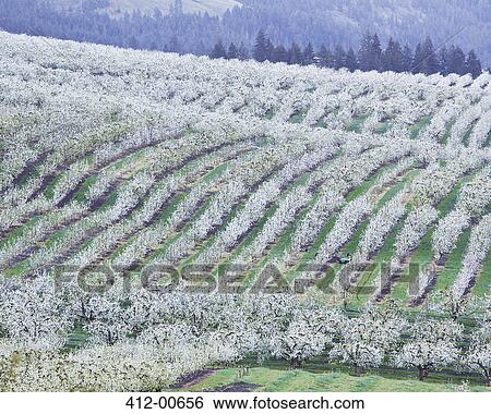 View of blooming orchard trees on rolling landscape View Large Photo Image Stock Photograph - View of blooming orchard trees on rolling landscape. Fotosearch