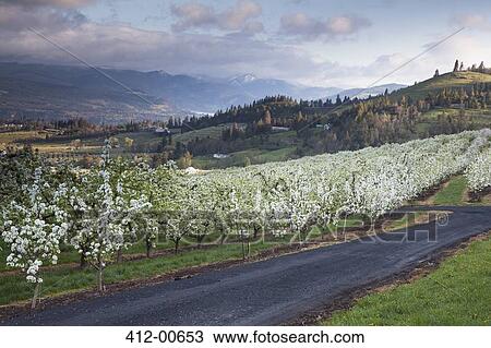 View of blooming orchard trees View Large Photo Image Stock Image - View of blooming orchard trees. Fotosearch