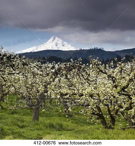 Stock Photograph - View of snow covered mountain behind blooming orchard trees. Fotosearch