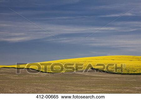 Stock Photography - View of yellow hill. Fotosearch