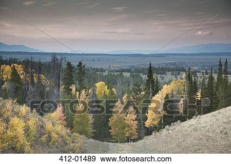 Autumn trees in rural landscape View Large Photo Image Stock Photo - Autumn trees in rural landscape. Fotosearch