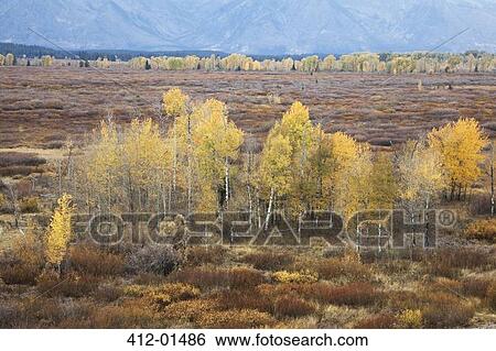 Stock Photograph - Autumn trees in rural landscape. Fotosearch