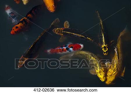 Stock Photograph - Carp fish swimming in pond. Fotosearch