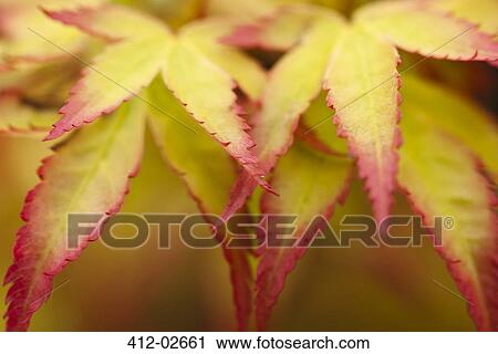 Close up of acer palmatum leaves View Large Photo Image Stock Image - Close up of acer palmatum leaves. Fotosearch