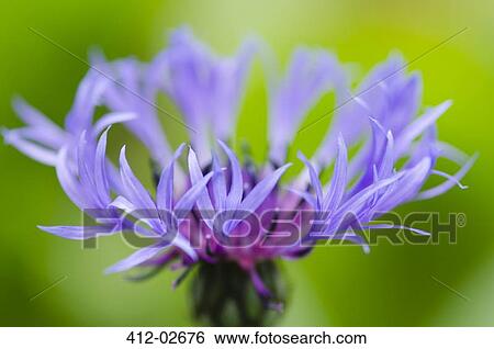 Close up of bachelor button flower View Large Photo Image Stock Photograph - Close up of bachelor button flower. Fotosearch