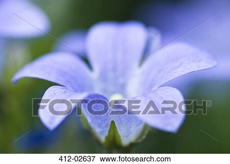 Stock Photo - Close up of bellflower. Fotosearch