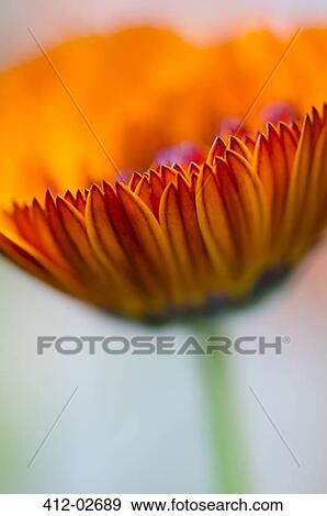 Stock Photo - Close up of calendula flower. Fotosearch