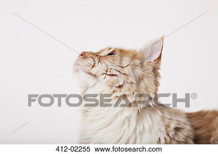 Stock Photography - Close up of cat's face. Fotosearch