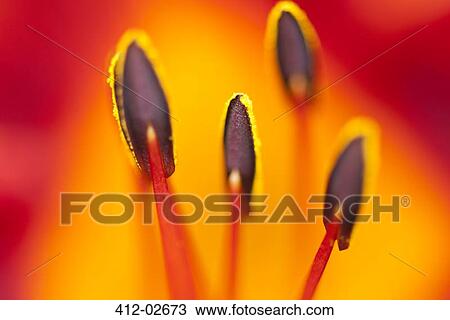 Close up of day lily stamens View Large Photo Image Stock Image - Close up of day lily stamens. Fotosearch