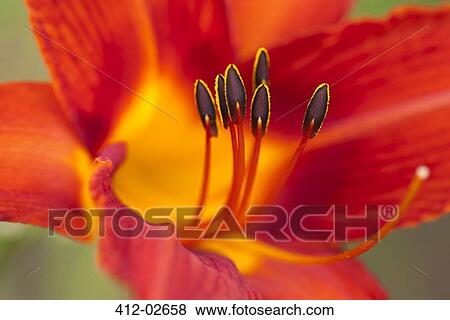 Stock Photo - Close up of day lily. Fotosearch
