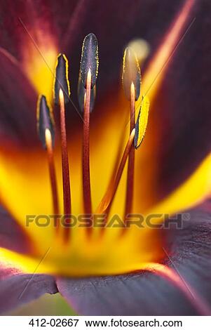 Close up of day lily View Large Photo Image Stock Photo - Close up of day lily. Fotosearch