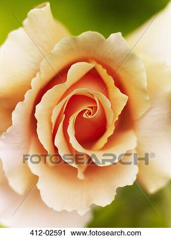 Close up of Felicia rose View Large Photo Image Stock Image - Close up of Felicia rose. Fotosearch