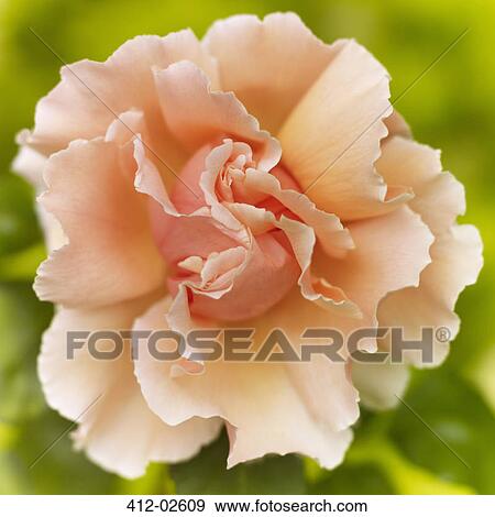 Close up of felicia rose View Large Photo Image Stock Photo - Close up of felicia rose. Fotosearch
