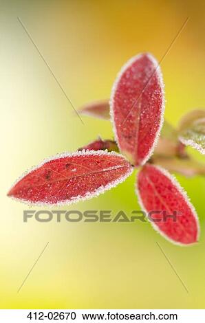 Stock Image - Close up of frosty blueberry leaf. Fotosearch
