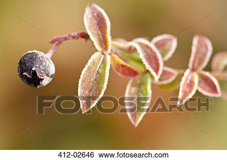 Close up of frosty blueberry plant View Large Photo Image Stock Photograph - Close up of frosty blueberry plant. Fotosearch