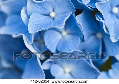 Picture - Close up of frosty hydrangea flowers. Fotosearch