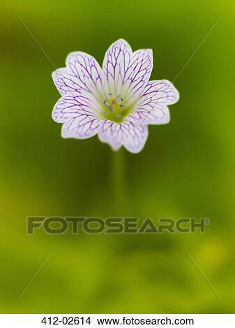 Picture - Close up of geranium flower. Fotosearch
