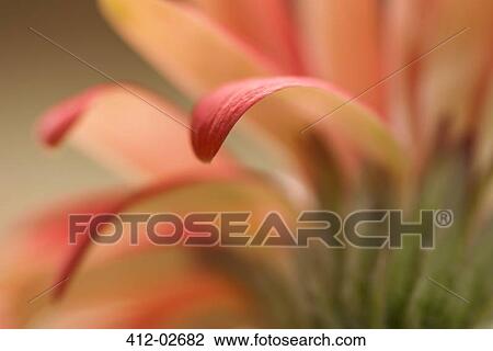 Close up of gerbera daisy petals View Large Photo Image Stock Image - Close up of gerbera daisy petals. Fotosearch