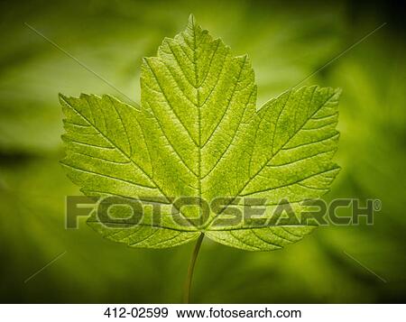 Close up of green leaf View Large Photo Image Stock Photo - Close up of green leaf. Fotosearch